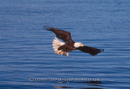 Bald Eagles - 2004