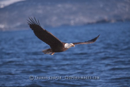 Bald Eagles - 2004