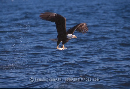 Bald Eagles - 2004