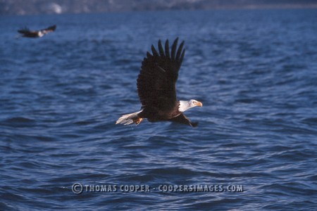 Bald Eagles - 2004