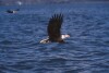 Bald Eagles - 2004