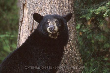 Black Bear