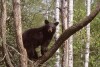 Black Bear