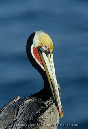 Brown Pelicans in breeding plummage