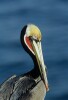 Brown Pelicans in breeding plummage