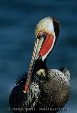 Brown Pelicans in breeding plummage