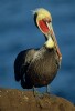 Brown Pelicans in breeding plummage