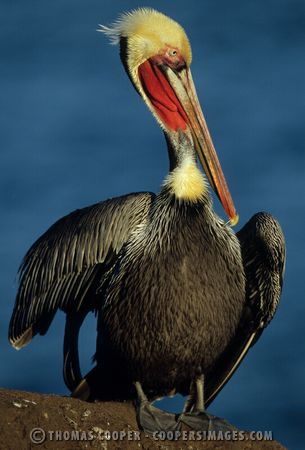 Brown Pelicans in breeding plummage