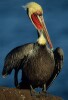 Brown Pelicans in breeding plummage