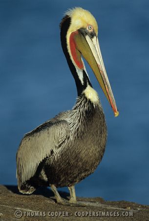 Brown Pelicans in breeding plummage