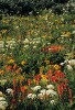 Colorado Wildflowers - Ouray, Colorado