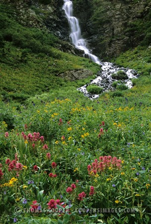 Colorado Wildflowers - Ouray, Colorado