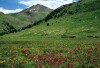 Colorado Wildflowers - Ouray, Colorado