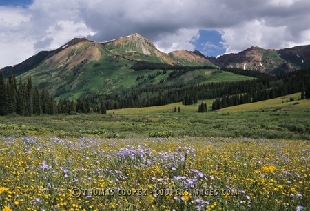 Wildflowers and Mountains\nTelluride, Colorado