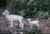 Dall Sheep - 1997