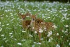 Fawns (captive)