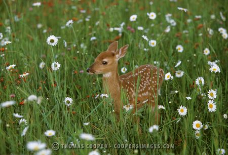 Fawn (captive)