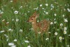 Fawn (captive)