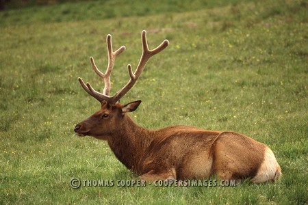 Elk