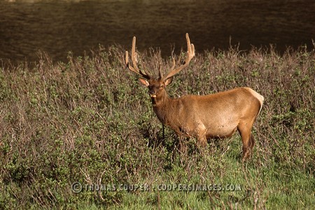 Elk