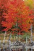 Fall Color - Northern Michigan