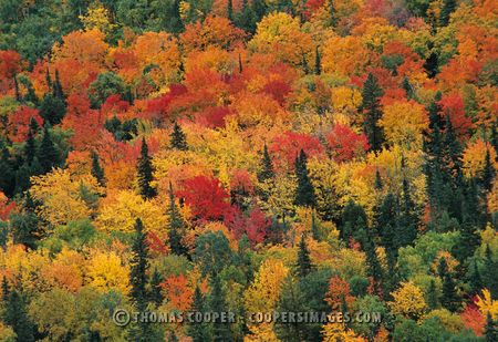 Fall Color - Copper Harbor, Michigan