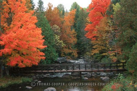 Fall Color - 1995