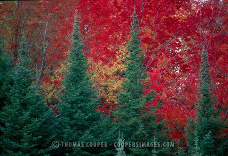 Fall Color - 1995
