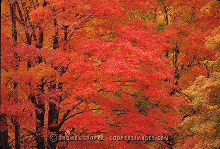 Fall Color - Northern Michigan