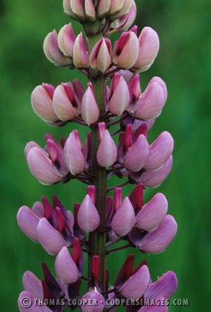 Lupines