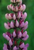 Lupines