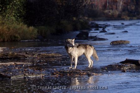 Gray Wolf - captive