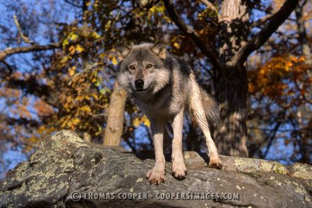 Gray Wolf - captive