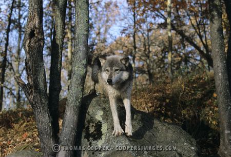 Gray Wolf (captive)