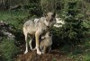 Gray Wolf (captive)