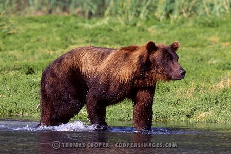Grizzly Bear