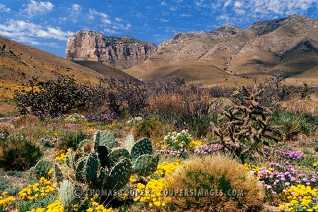 Guadalupe Mountains National Park, TX