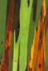 rainbow eucalyptus\nKauai, Hawaii