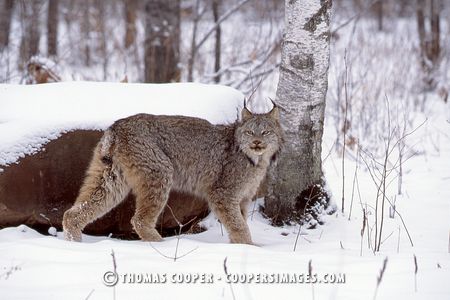 Canadian Lynx - captive