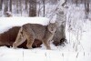 Canadian Lynx - captive