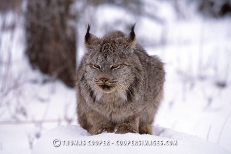 Canadian Lynx - captive
