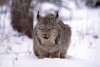 Canadian Lynx - captive