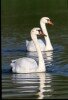 Mute Swans - 2002