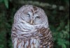 Barred Owl - 1997