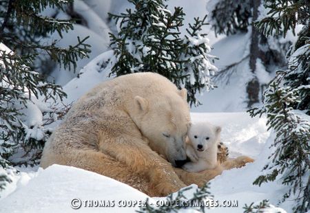 Polar Bears - 2001