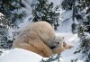 Polar Bears - 2001
