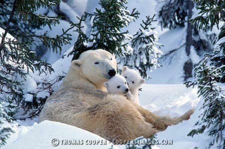 Polar Bears - 2001