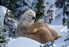 Polar Bears - 2001