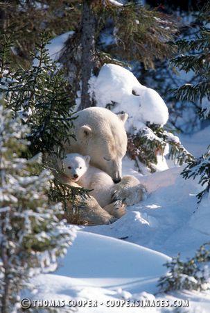 Polar Bears - 2001