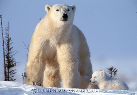 Polar Bears - 2002